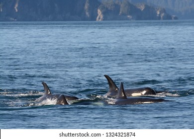 Orca Whales Breaching In The Waters Of Alaska 