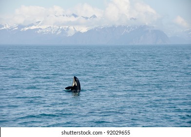 Orca Whales  In Resurrection Bay, Alaska Kenai Fjord National Park