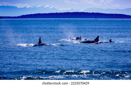 Orca Whales Rise To The Surface For Air Among The San Juan Islands Of Puget Sound, Washington.