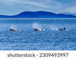 Orca whales surface for air around the San Juan Islands of Puget Sound Washington
