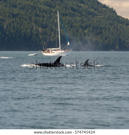 Orcas Boats
