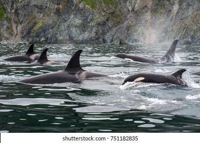 Orcas of Kamchatka Peninsula