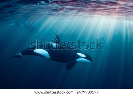 orcas or killer whales in Kvænangen fjord in Norway hunting for herrings