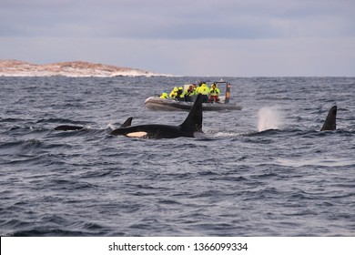 orcas or killer whales, Orcinus orca, observed by whale watchers, Kaldfjord, Tromso, Norway, Atlantic Ocean