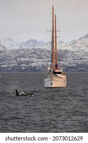 Orcas Or Killer Whales, Orcinus Orca, Surfacing In Front Of Sail Boat Off Skjervoy, Norway