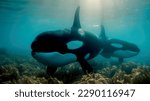 Orcas killer whales underwater in dark night sea