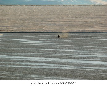 Orcas Patrolling McMurdo Sound