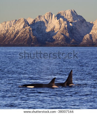 Orcas, Vestfjord, Lofoten, Norway
