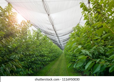 Orchard With Anti Hail Net For Ice Protection. Fruit Farm.