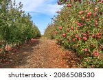 An orchard with apple trees strewn with ripe apples. Harvest. Golan Heights. Israel