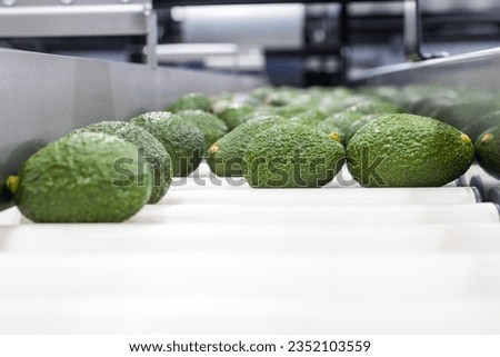From Orchard to Crate: Avocado Packing Process