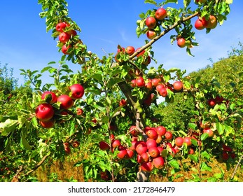 Orchard In England, Apple Fruit Tree. Red Apples On The Tree. Fruit Farming, Harvest Time, Local Fruits In UK. Apple Picking Season