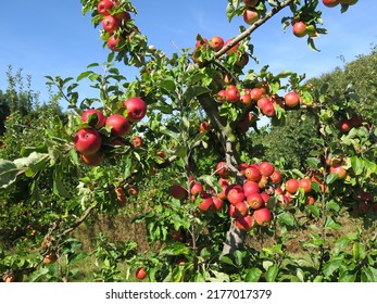 Orchard In England, Apple Fruit Tree. Red Apples On The Tree. Fruit Farming, Harvest Time, Local Fruits In UK. Apple Picking Season