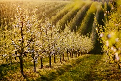 Orchard. Flowering Trees. Sweet Apples Are In Full Bloom In This Orchard At Spring Sunset. Agriculture.
