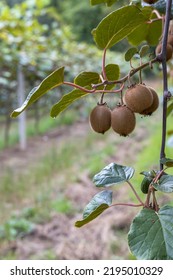 Orchard With Kiwi In Marche, Central Italy