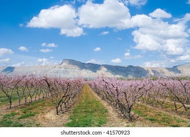 Orchard Near Palisade, Colorado