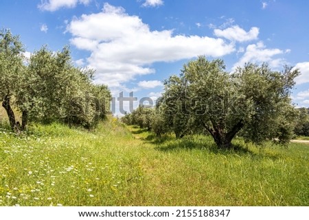 Orchard with old Olive trees with flowers and grass between against a blue sky with clouds