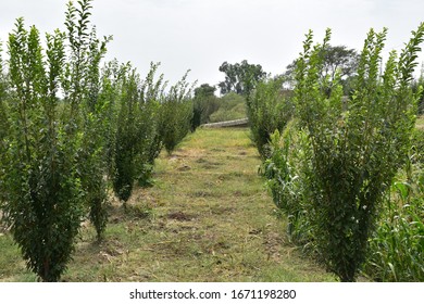 Orchard On Its Apogee In South Waziristan