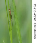 Orchard Orbweaver (Leucauge venusta) Waiting on a Vertical Grass