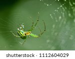 Orchard orbweaver spider with dew on its web.