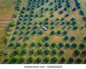 Orchard In The Philippines, General Santos