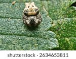 An Orchard Spider appears to be resting on a lemon tree leaf.                               