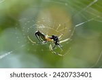 Orchard spider with a food packet in a web in a field in Cotacachi, Ecuador