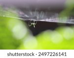 Orchard spider, green orange orchard, colorful, prismatic spider web, orchard orb weaver 