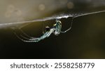 Orchard spider hanging from the web #2