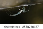 Orchard spider hanging from the web #3