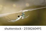 Orchard spider hanging from the web #4