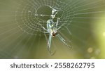 Orchard spider hanging from the web macro photo #7