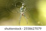 Orchard spider hanging from the web MACRO PHOTO #11