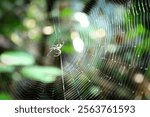 Orchard spider image photography for use.