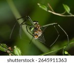 Orchard spider or also known as Leucauge subblanda
