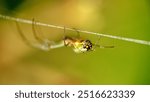 Orchard spider in a web in Cotacachi, Ecuador