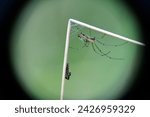 Orchard spider in a web, in a field in Cotacachi, Ecuador
