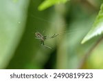 Orchard spider in a web in the Intag Valley outside of Apuela, Ecuador