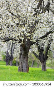 Orchard in Spring, old cherry trees in full bloom