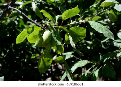 Apfel Birne Logo Stockfotos Bilder Und Fotografie Shutterstock