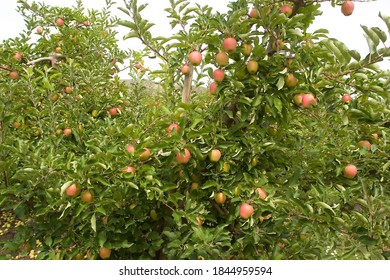 Orchard In Vernon (British Columbia)