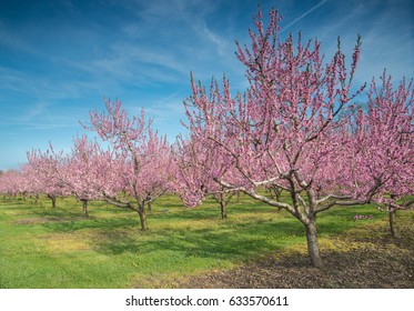 Orchards Niagaraonthelake Ontario Canada Springtime Fruit Stock Photo ...