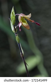 orchid - Shutterstock ID 172141499