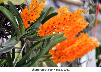 Orchid