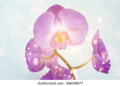 Orchid
