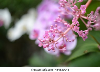 Orchid