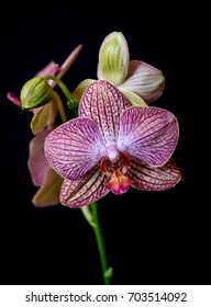 Orchid