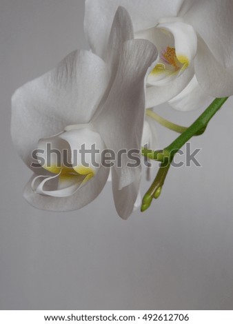 Similar – Image, Stock Photo Orch idea Colour photo