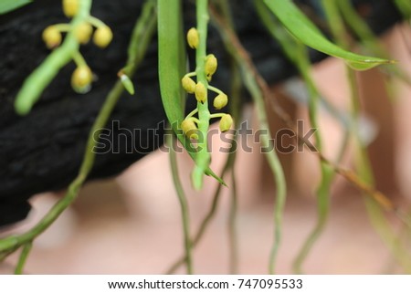 Orchid