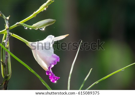 Orchid with aglitter drops